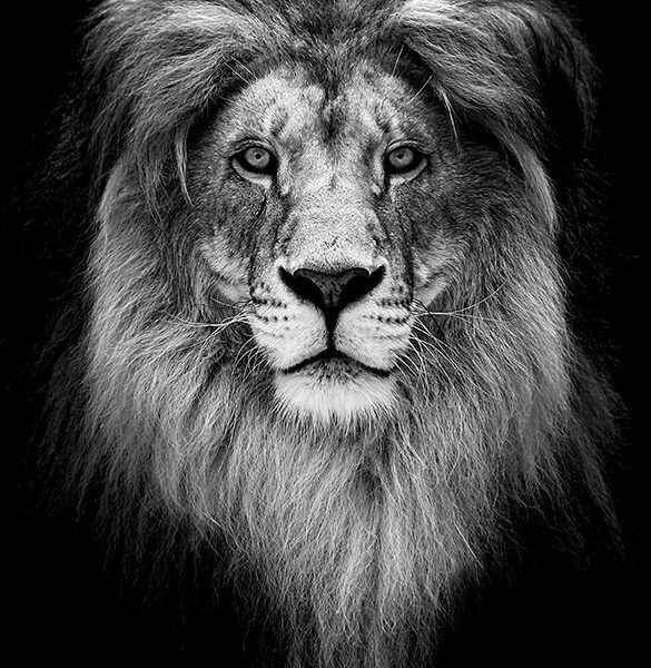 3D Duvar Kağıdı Aslan Figürlü