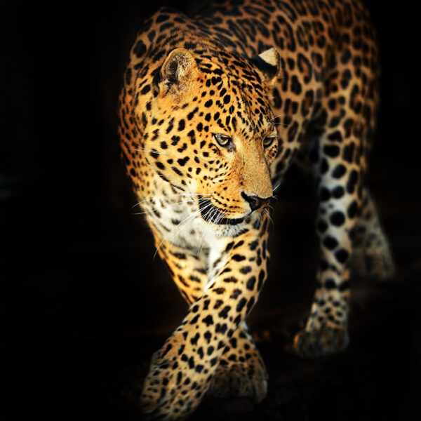 3D Duvar Kağıdı Leopar Figürlü