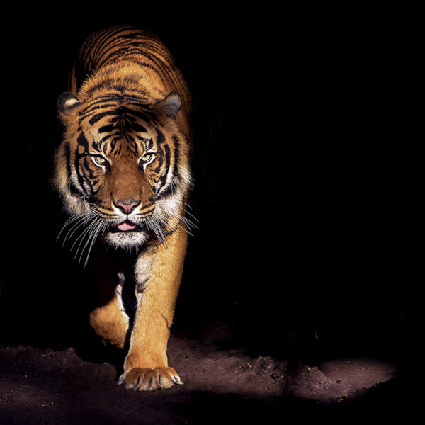 3D Duvar Kağıdı Kaplan Figürlü