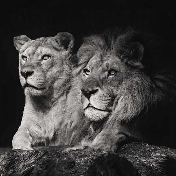 3D Duvar Kağıdı Aslan Çifti