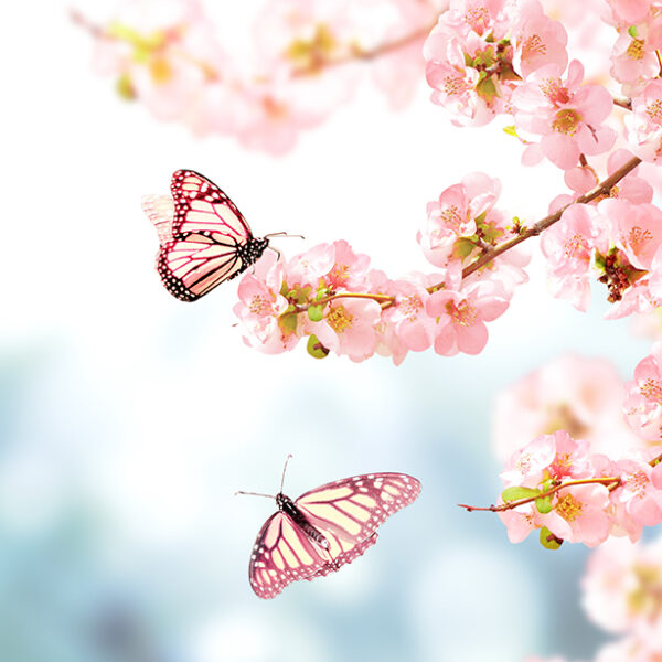 3D Duvar Kağıdı Pembe Kelebekli