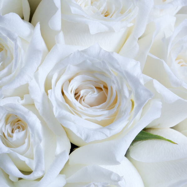 3D Duvar Kağıdı Beyaz Gül Desenli