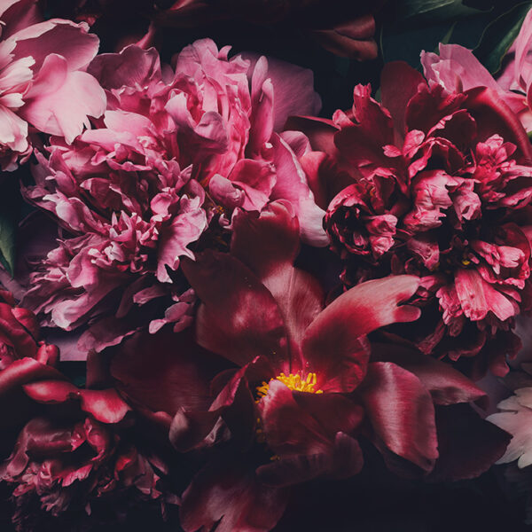 3D Duvar Kağıdı Pembe Çiçekler