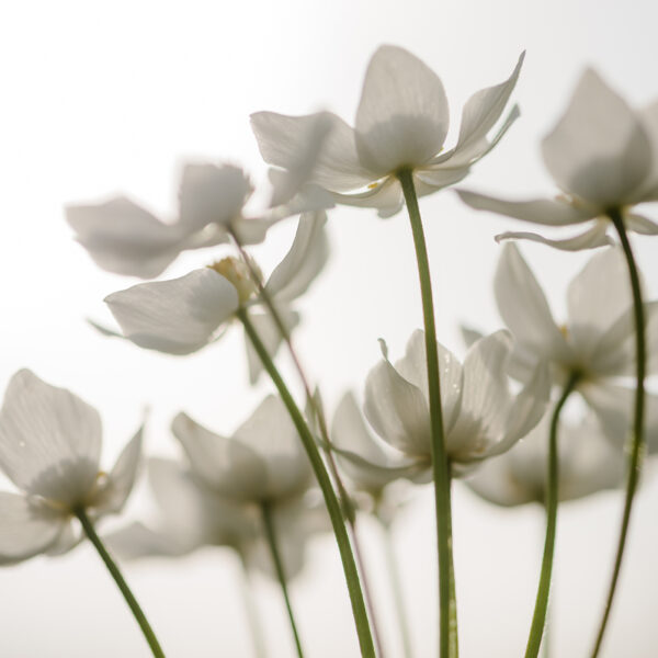 3D Duvar Kağıdı Anemon