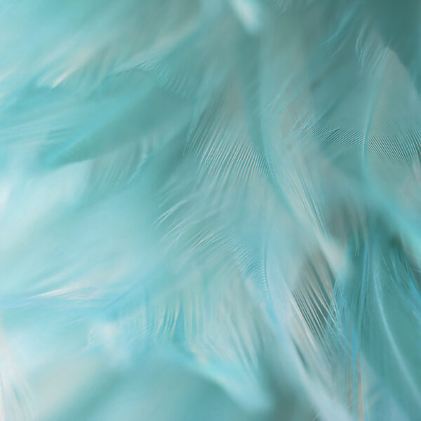 tüy desenli 3d duvar kağıdı