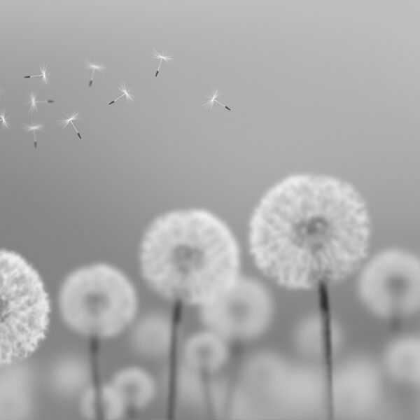 tüy desenli 3d duvar kağıdı