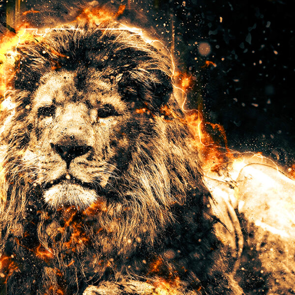 3D Duvar Kağıdı Galatasaray Aslan Desenli